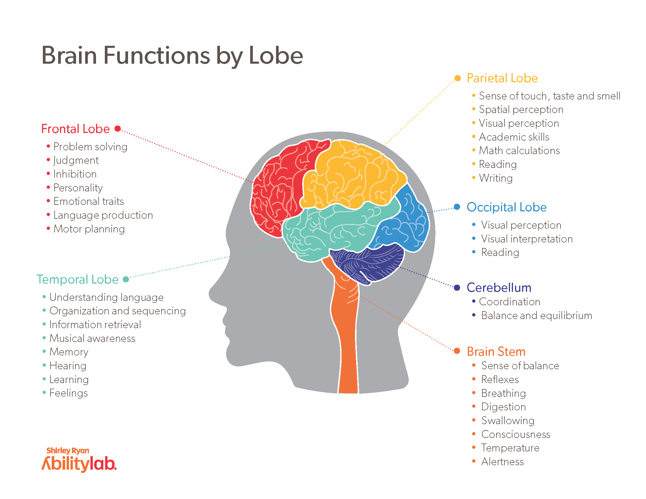 Main Parts Of The Brain And Functions