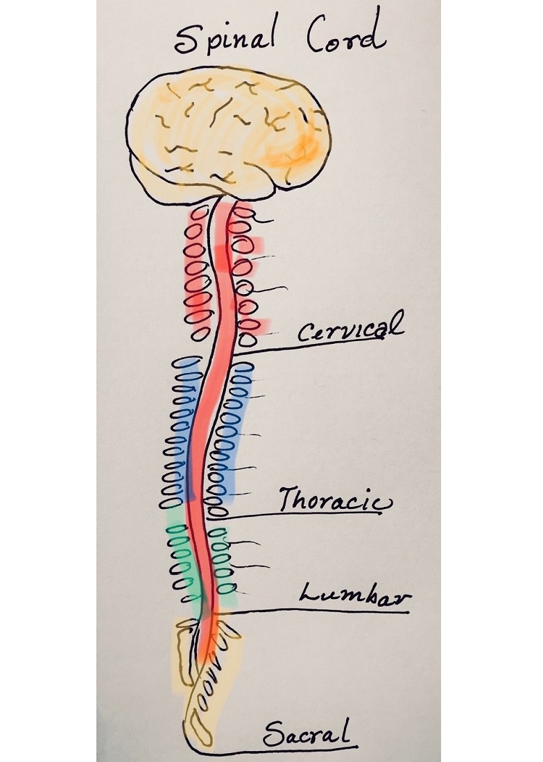 Biology Drawing Medical Anatomy Spinal Cord Anatomy Drawing Anatomy ...