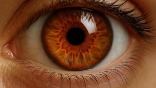 Vision in Neurorehabilitation Returns with Flexible Options