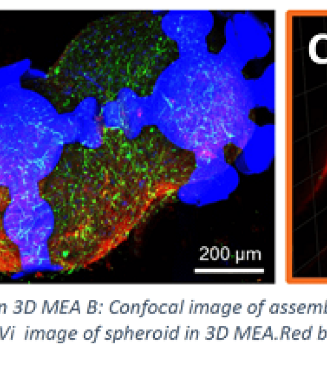 three spheroid thunderlillies