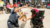 k9 Therapy corps - getting involved at Shirley Ryan AbilityLab