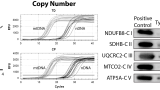 Mitochondrial Content